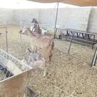 عنزوالد تحتها تيس وجفاره