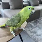 بغبغاء أمازون يلوناب انتاج محلي
