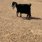 عنز تحتها ثنين