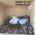 زغاليل