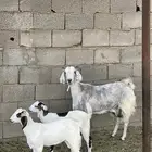عنز مصريه صنف تحتها 2 جفره وتيس