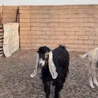 للبيع تيس فحل رباع شرط