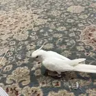 كروان البينو نهاية غر