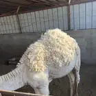 حاشي قصب