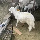 خروف فل فل ماشالله