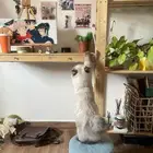 مكتب ايكيا معلق