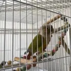 طيور كينيور كروان