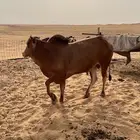 ثور مشروط