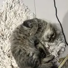 قط ذكر للتبني