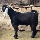 تيس عارضي فحل فاخر جذع جنوب الطايف