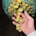للبيع ثمر برحي من المزرعه