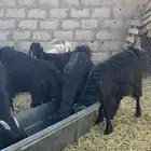 تيوس طيبه