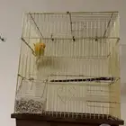 ذكر كناري مغرد