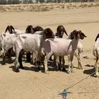 غنم نعيم
