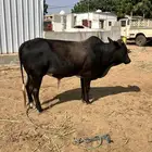 عجل فاخر للبيع