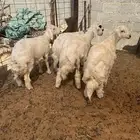 طليان حريات للبيع