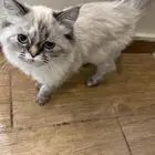 قطه شيرازيه