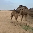 قعود للبيع على الحليب