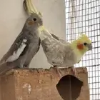 للبيع جمله ب1000 ومفرد واحد ذكر والباقي أناث