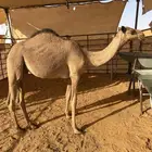 حقه صفرا