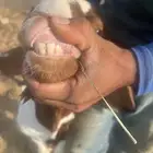 تيسين بورقت بيور دم صافي
