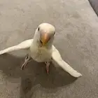 عصفور روز البينو نادر