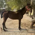 فرس شعبية لاقح ومعها مهرتها