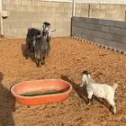 للبيع العنز