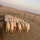 بهم تربيه ( تم البيع )