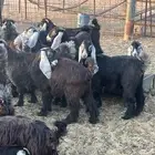 تيوس وجفار للبيع