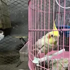 طيور للبيع