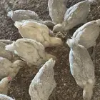 صوص اللمنيوم صافي