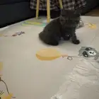 قطة شيرازي عمرها شهرين - اسود رمادي - انثى