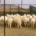 طليان حريه جبره