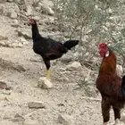 دجاج للبيع