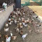 دجاج بلدي للبيع جمله وقطاعي