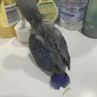 روز فرخ للبيع