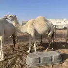 ابل نياق