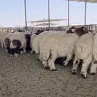مشالله ذبايح فاخره