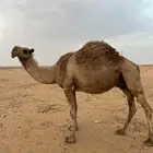 ناقه لقحه صفرا