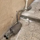 دبة تورس وكاله