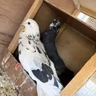 جوز حمام قطيفي قلاب