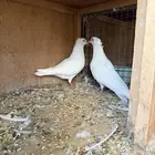 اربع اجوز هاي فلير ابيض