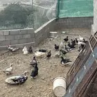 بط للبيع