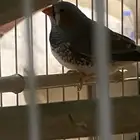 جوز زيبرا مع فروخه