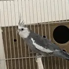 ذكر كروان هولندي