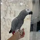 كاسكو هدد ومتكلم
