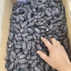 صفاوي جديد اسود مبروم