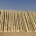 مرابيع و ذريات خيمه