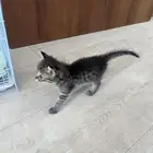 قطط لاتبني